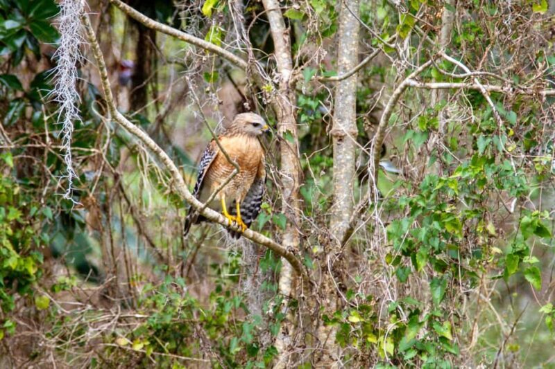 Silver Springs: Manatees, Monkeys, and Natural Spring Tour - Final Summary