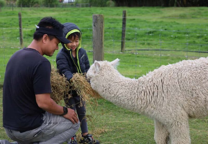 Silverstream Alpaca Farm Tour with Feeding and Guide - A Detailed Look at the Silverstream Alpaca Farm Tour