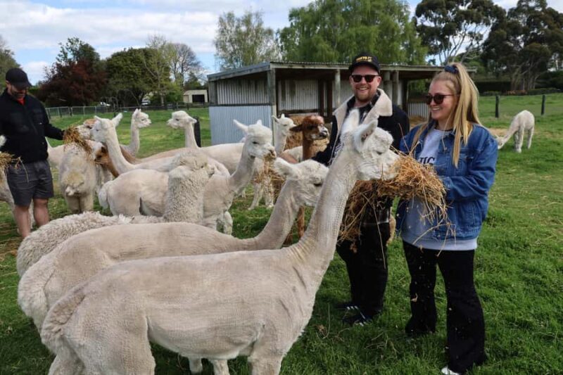 Silverstream Alpaca Farm Tour with Feeding and Guide - The Sum Up