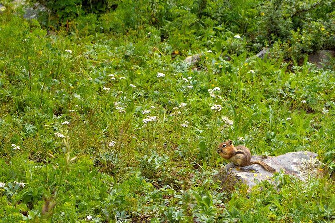 Silverton Half Day Jeep Tour - Who Will Love This Tour?