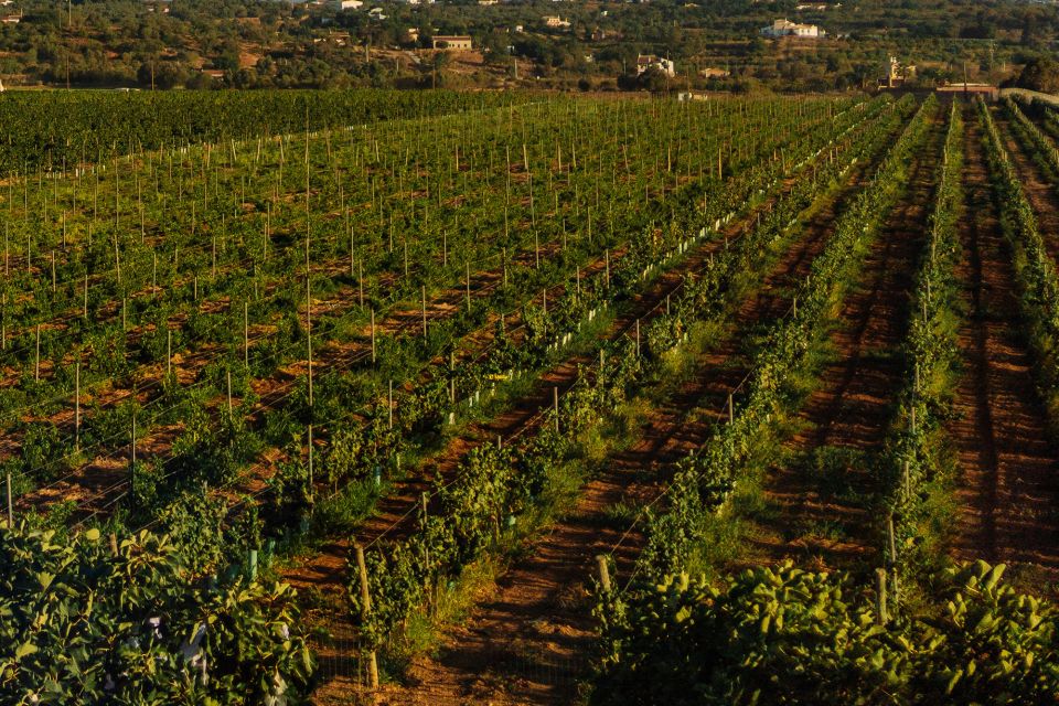 Silves: Algarve Vineyard Tour With Premium Wine Tasting - Experience Description