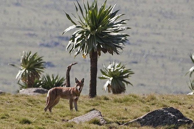 Simien Mountains National Park – 7 Day Trek - Day 2-6: Trekking the Simien Mountains