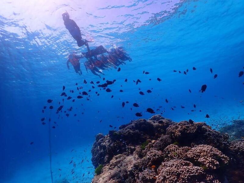 Similan Island Snorkeling Crystal Waters & Marine Life - Itinerary and Activities