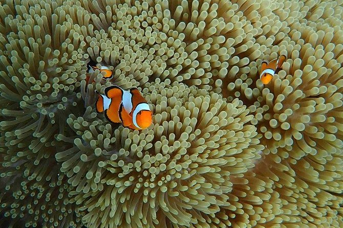 Similan Islands Snorkeling Day Trip By Love Andaman From Phuket - Tips for a Successful Trip