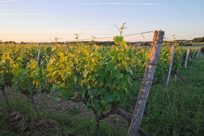 Simple Visit to Discover the Domaine d'Arton - FAQ