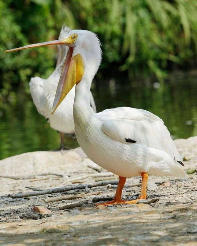 Singapore: Bird Paradise Entry Ticket - Who Is This Experience Best For?
