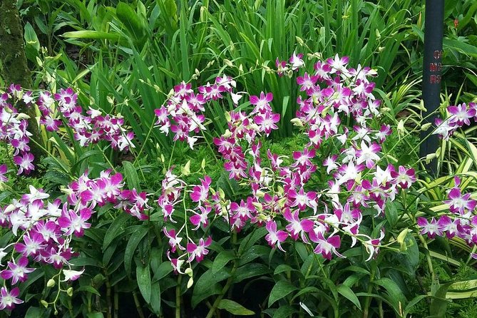 Singapore: National Orchid Garden Admission Ticket - Getting to the National Orchid Garden