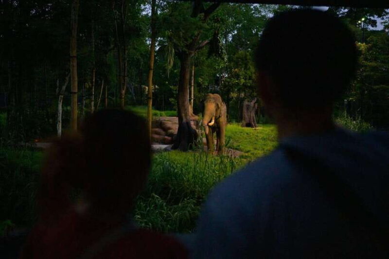 Singapore: Night Safari and Tram Ride Ticket - Analyzing the Experience: What Travelers Can Expect