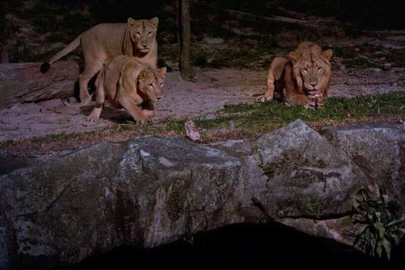 Singapore: Night Safari and Tram Ride Ticket - Final Thoughts