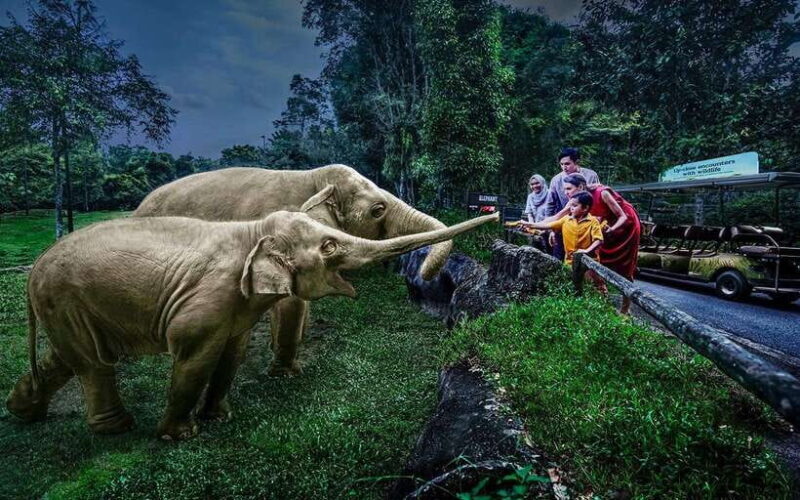 Singapore: Night Safari Singapore w/ Tram - An In-Depth Look at the Night Safari Experience