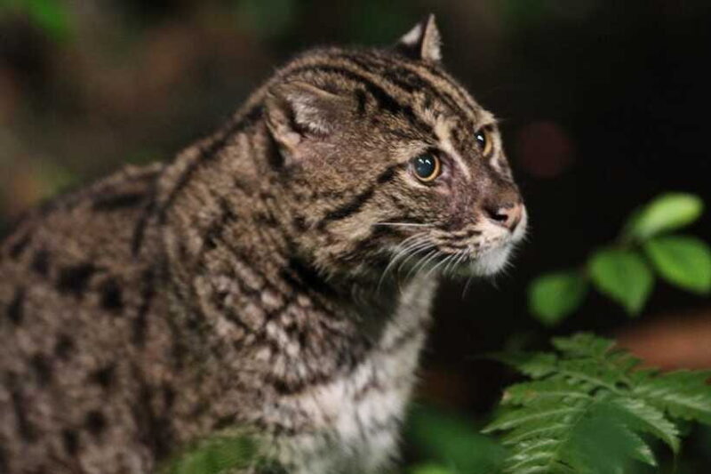 Singapore: Night Safari Singapore w/ Tram - FAQs