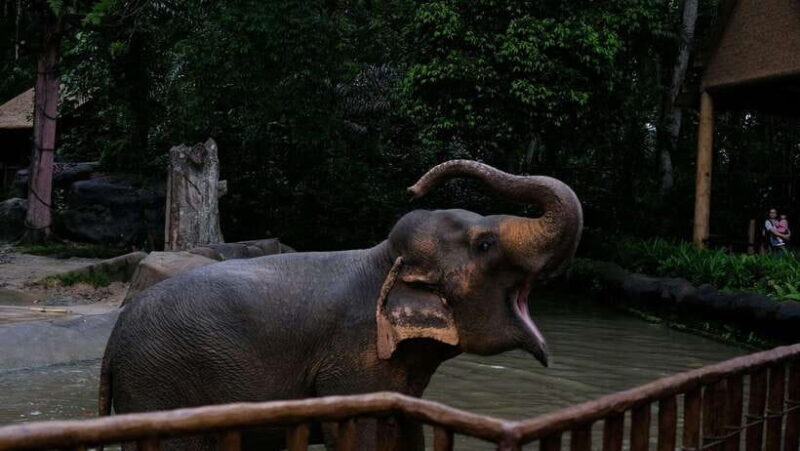 Singapore: Night Safari with Tram Ride and Private Transfer - A Detailed Look at the Tour