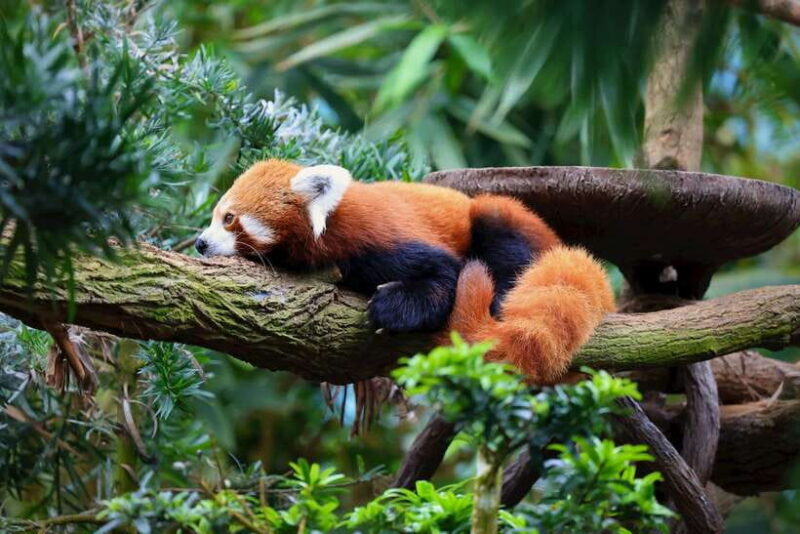 Singapore: Night Safari with Tram Ride and Private Transfer - Who Should Consider This Tour?