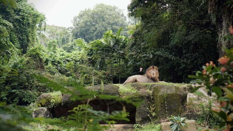 Singapore: Night Safari with Tram Ride and Private Transfer - FAQs