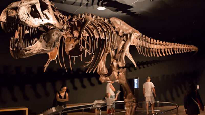 Singapore: Omni Theatre IMAX Show Admission Ticket - The Experience at a Glance