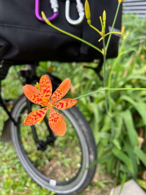 Singapore: Rail Corridor & Civic District Brompton Bike Tour - Practical Tips
