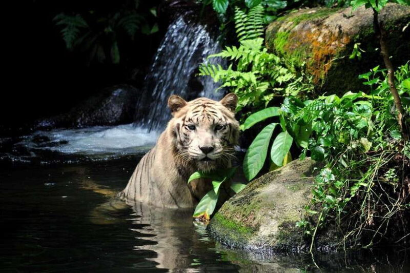 Singapore: Zoo & Night Safari Combos with Hotel Pick & Drop - Key Points