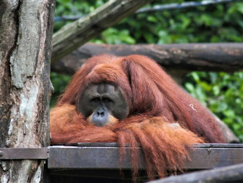 Singapore: Zoo & Night Safari Combos with Hotel Pick & Drop - A Full Breakdown of the Tour Experience