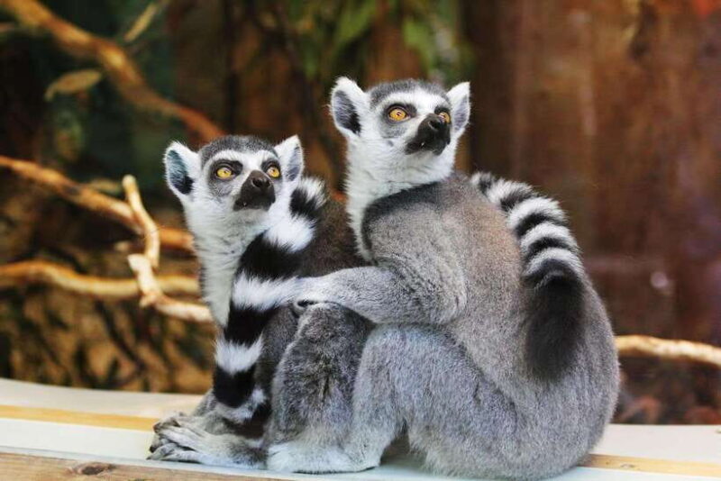 Singapore: Zoo & Night Safari Combos with Hotel Pick & Drop - Who Should Consider This Tour?