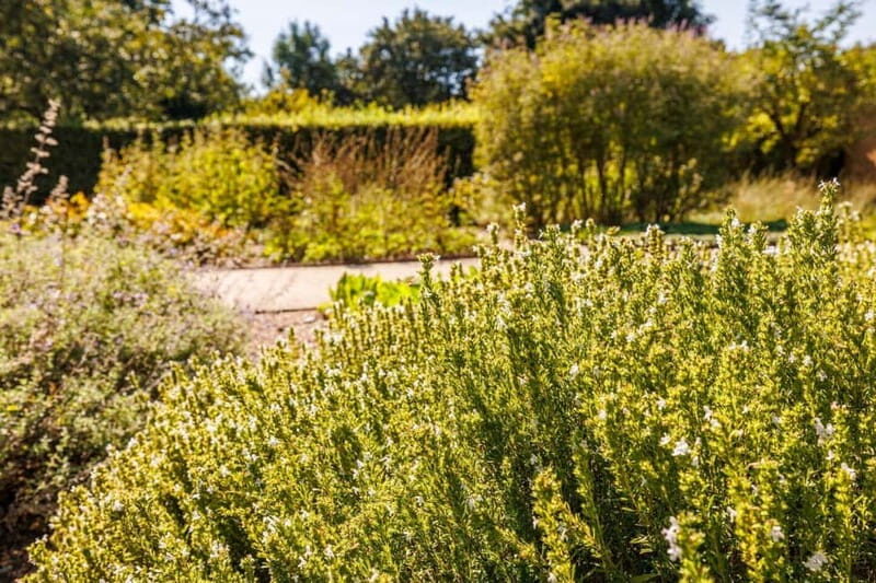 Singing: Guided herb tour "Wild herbs on the banks of the Aa" - An In-Depth Look at the Herb Tour