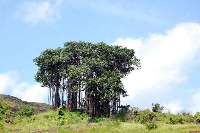 Sinhagad Fort Trip (Guided Half Day Sightseeing Tour) - Pickup and Transportation