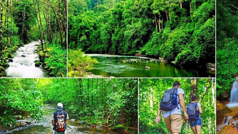 Sinharaja Rain Forest & Tea Factory Trip - Inclusions and Transportation