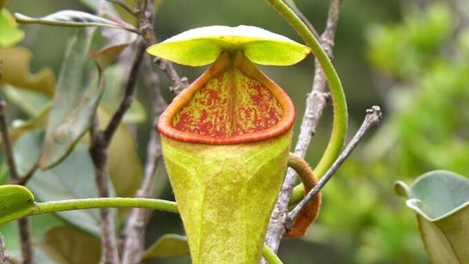 Sinharaja Rain Forest & Tea Factory Trip - Booking and Cancellation Policy