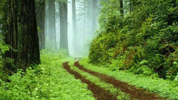 Sinharaja Rain Forest & Tea Factory Trip - Frequently Asked Questions