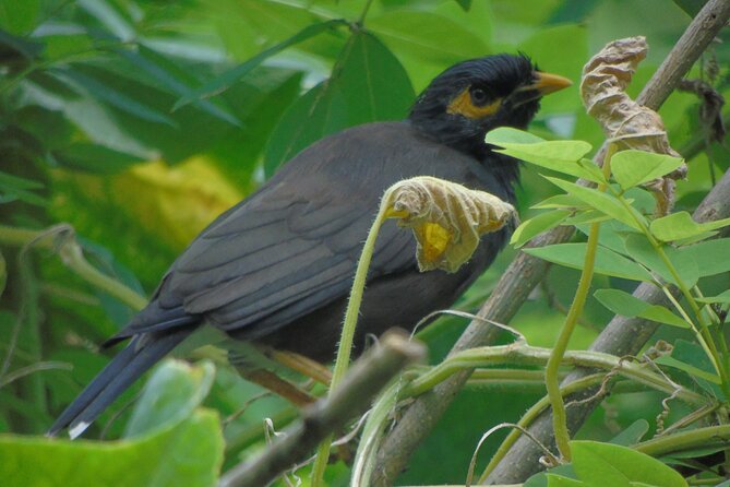 Sinharaja Rain Forest Tours (Full Day) - Transportation Details