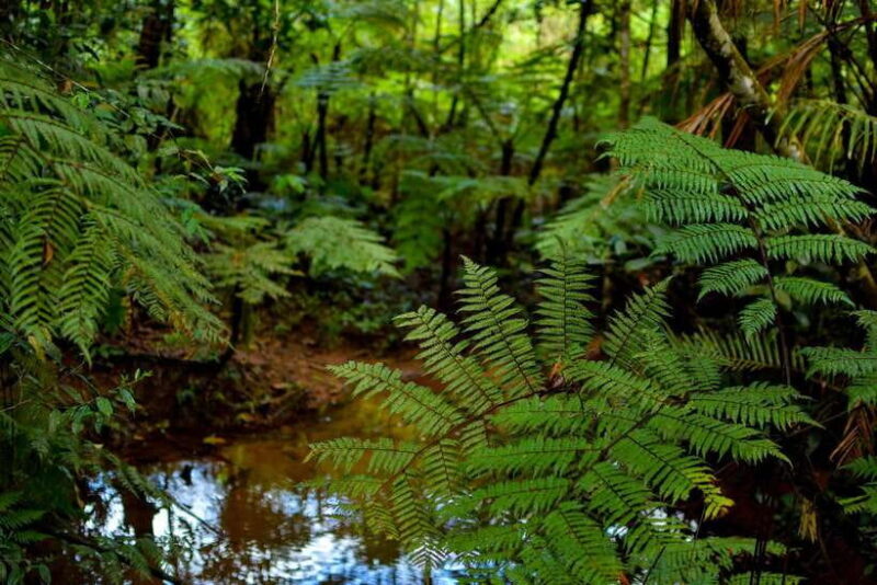 Sinharaja Rainforest: Day Trip From Colombo or Negombo - The Journey Begins: From City to Jungle