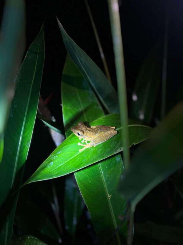 Sinharaja Rainforest: Day Trip From Colombo or Negombo - Why the Wildlife and Plant Life Matter