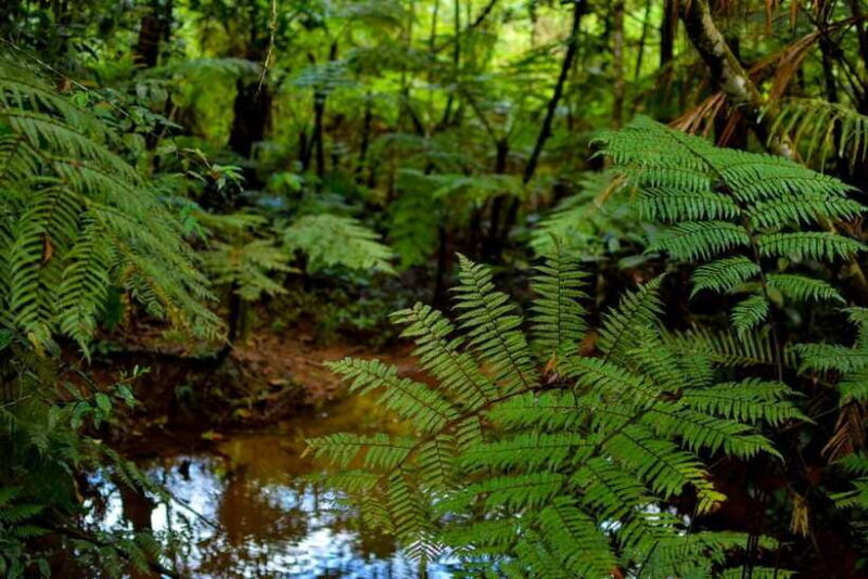 Sinharaja Rainforest: Day Trip From Colombo or Negombo - Waterfalls and Streams: Refreshing Breaks in the Jungle