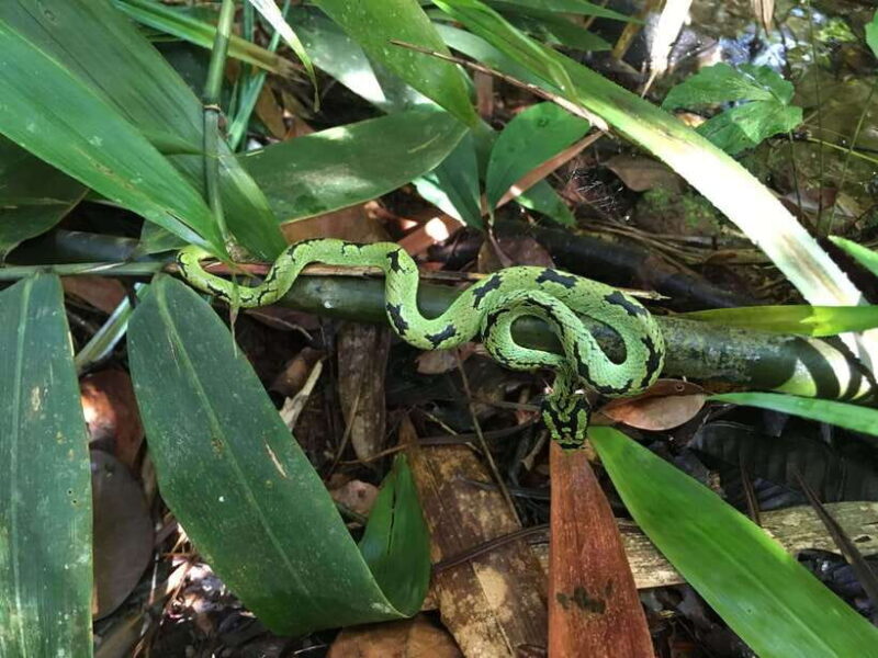 Sinharaja Rainforest: Day Trip From Colombo or Negombo - Returning to the City: Reflecting on the Adventure