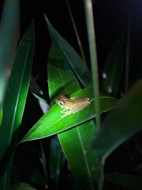 Sinharaja Rainforest: Day Trip From Colombo or Negombo - FAQ