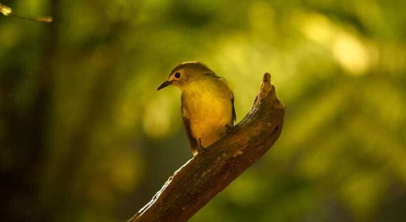 Sinharaja Rainforest: Day Trip From Colombo or Negombo - Final Thoughts