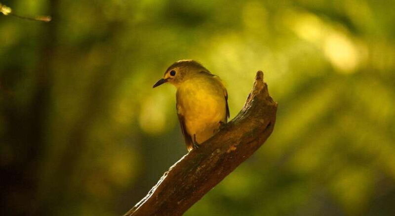 Sinharaja Rainforest: Day Trip From Galle or Bentota - Who Is This Tour Best For?