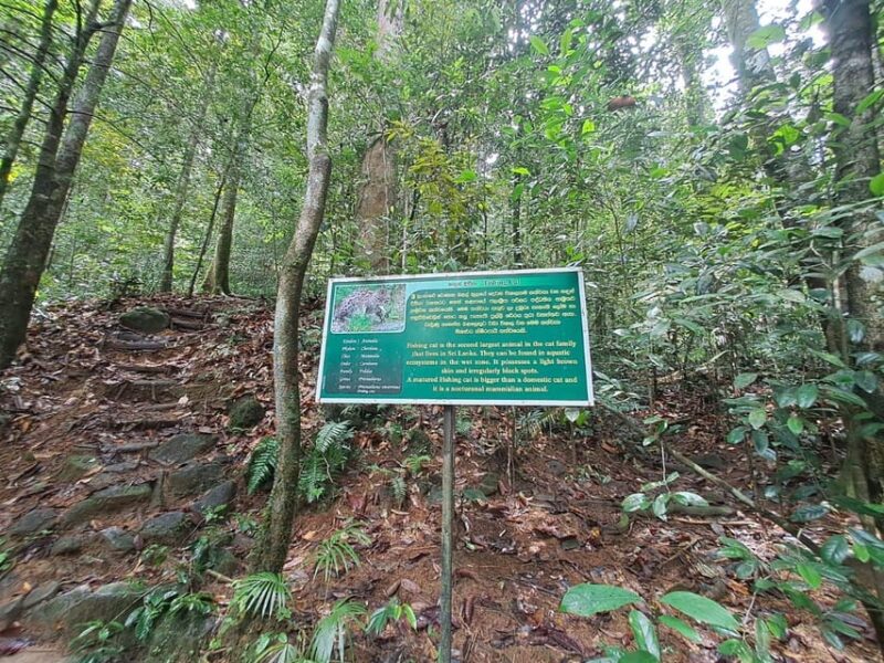 Sinharaja Rainforest Tour - Transportation Provided