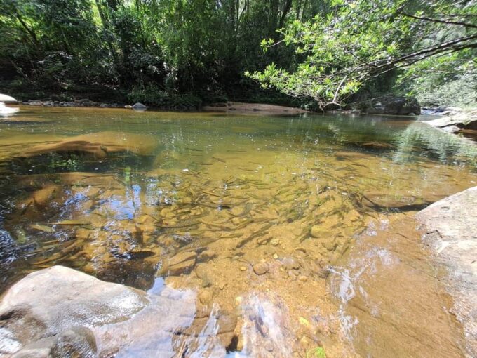 Sinharaja Rainforest Tour - Customer Reviews