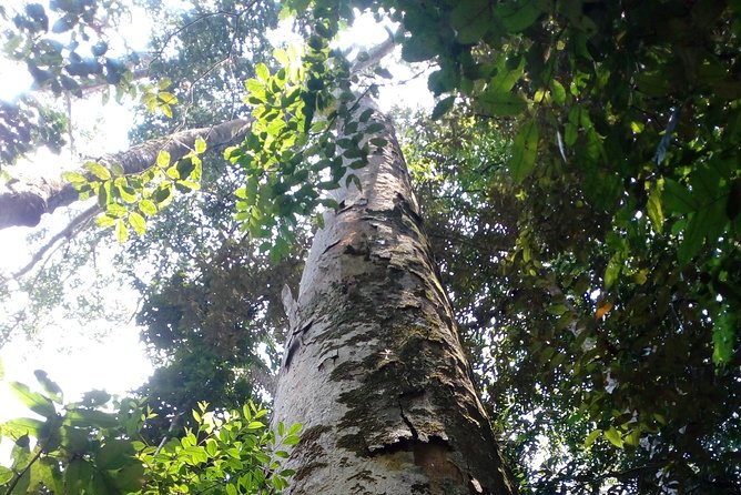 Sinharaja Rainforest Tour - Getting to the Rainforest