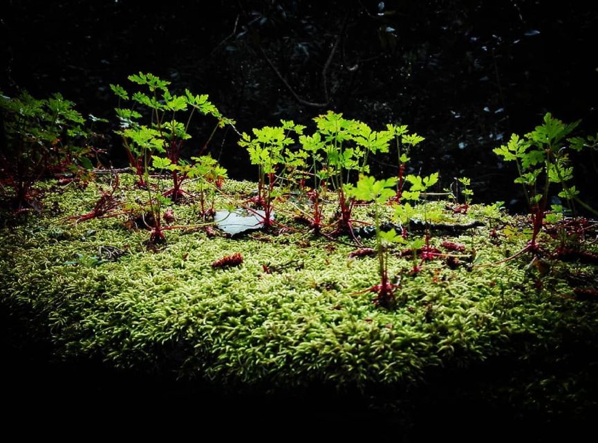 Sintra: Kingdom of Love Private Walking Tour With Historian - Key Points