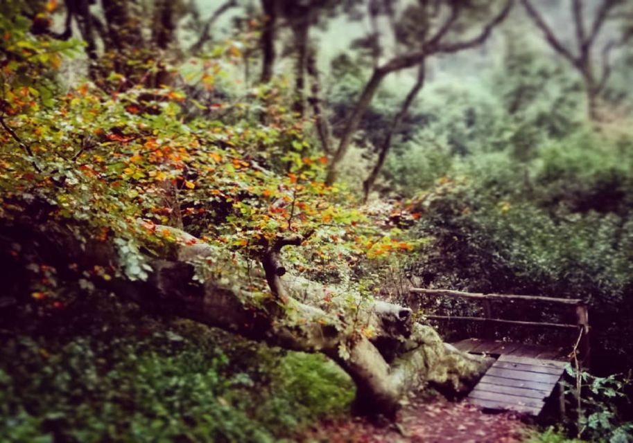 Sintra: Kingdom of Love Private Walking Tour With Historian - Booking and Appointment Requirements