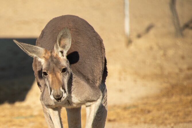 Sip and Animal Safari Experience in Fredericksburg - The Practical Details