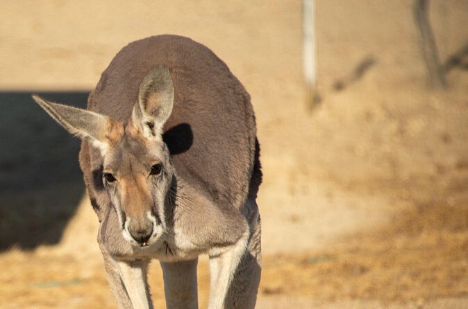 Sip and Animal Safari Experience in Fredericksburg - Who Will Enjoy This Tour?