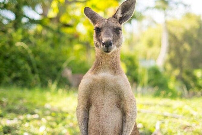 Sip and Animal Safari Experience in Fredericksburg - Final Thoughts