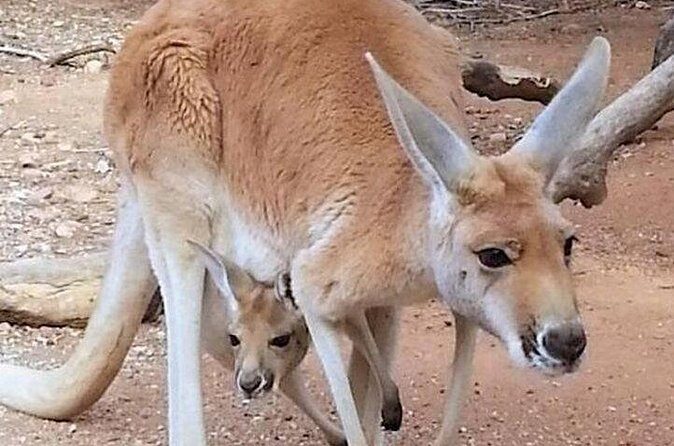 Sip and Animal Safari Experience in Fredericksburg - Frequently Asked Questions