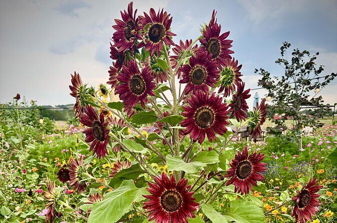 Sip Like a Local Private Wine Tours by Native Experts - Final Thoughts