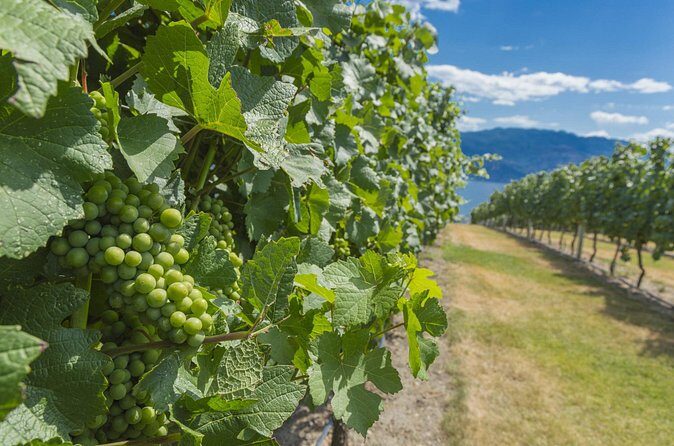 Sip & Savor: Private West Kelowna Wine Trail Escape - Analyzing the Value