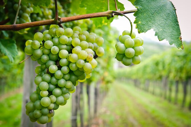 Sip, Swirl and Savour Chocolate & Wine Tour - Inclusions