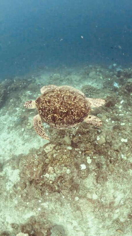 Siquijor: Freediving Adventure with Lunch and Beach Time - Who Should Consider This Tour?