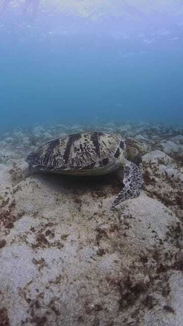 Siquijor: Freediving Adventure with Lunch and Beach Time - Final Thoughts